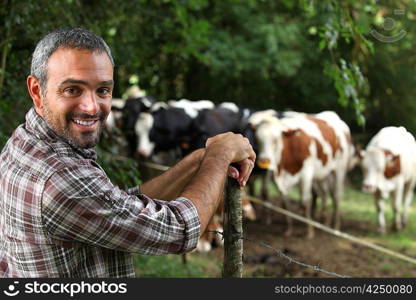 Man in front of cows