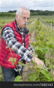 man in vineyard control drone from ground