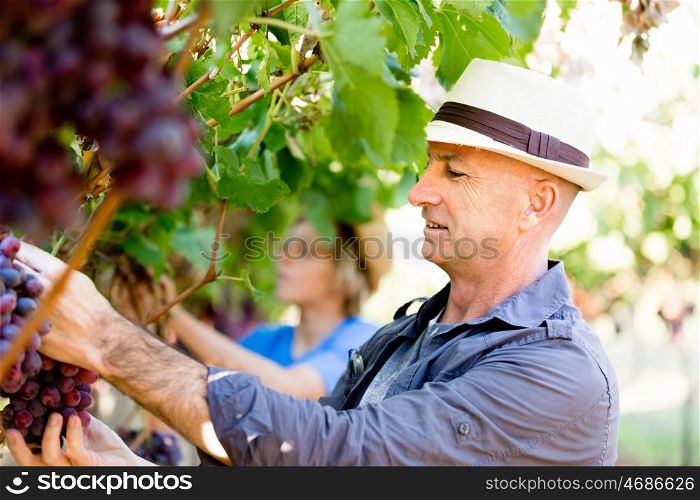 Man in vineyard. Man picking grapes in vineyard