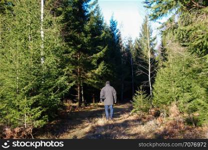 Man is walking at a footpath in a spruce tree forest