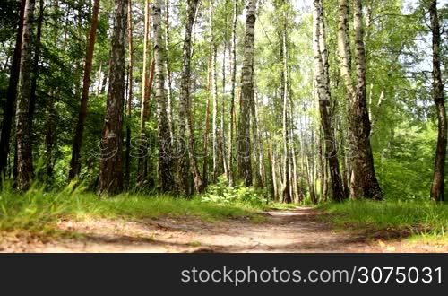 man on a bicycle rides through birch forest