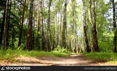 man on a bicycle rides through birch forest