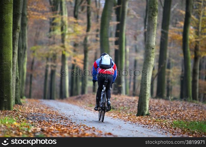 man on bicycle in dutch autumn beech forest
