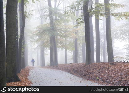 man on mountain bike in misty early morning beech forest in the netherlands near utrecht