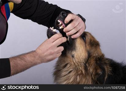 man opening his mouth to a German shepherd dog