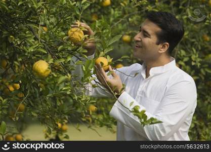Man picking fruit from a tree