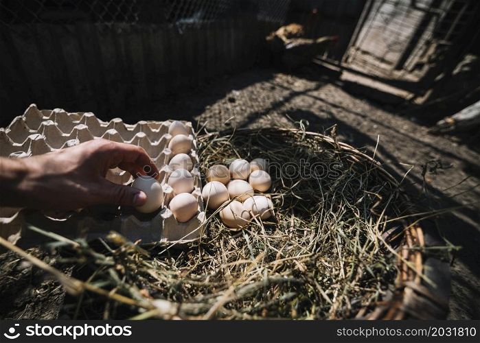 man placing hatch eggs from nest into carton