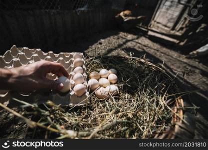 man placing hatch eggs from nest into carton