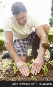 Man Planting Seedling In Ground On Allotment