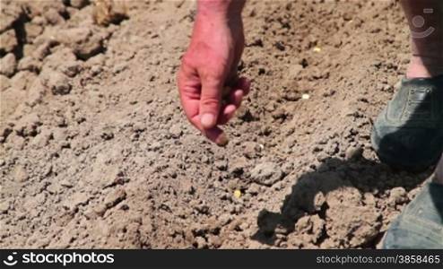 Man planting seeds in already cultivated soil