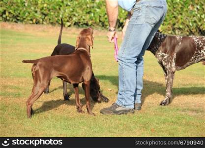 Man playing with a group of German Shorthaired Pointers in a field