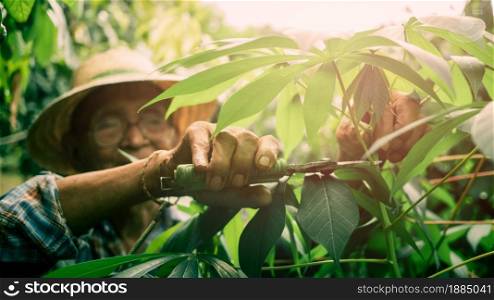 Man pruning cassava tops plants with clippers in the vegetable garden. Elderly gardener cuts branches in the garden with pruning shears or secateurs.