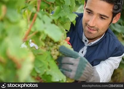 Man pruning grape vine