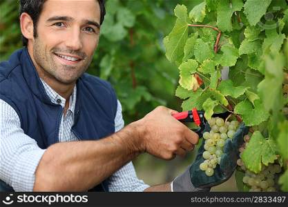 Man pruning vine