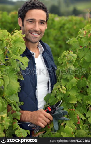 Man pruning vines