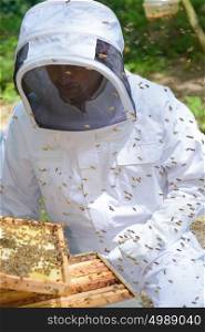 Man removing tray from beehive