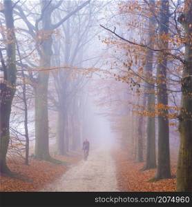man rides bicycle on sandy forest road between beech trees in dutch forest on foggy dy in winter near utrecht in the netherlands