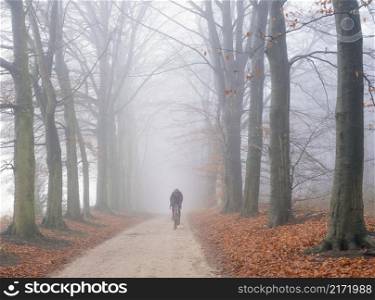 man rides bike in beech forest on sand road in the netherlands near utrecht on foggy day in winter