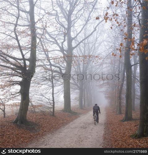 man rides bike in beech forest on sand road in the netherlands near utrecht on foggy day in winter