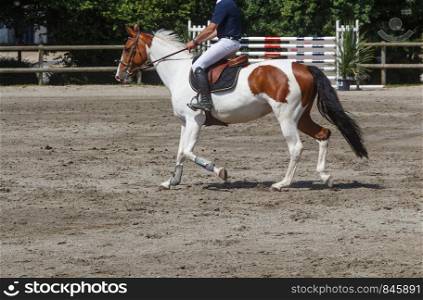 Man riding a bay pinto horse at trot