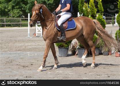 Man riding a chestnut horse at walking pace