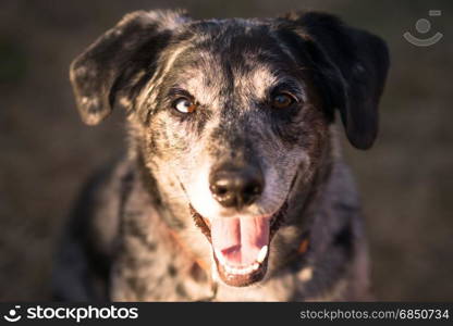 Man&rsquo;s best friend the mixed breed part Blue Heeler