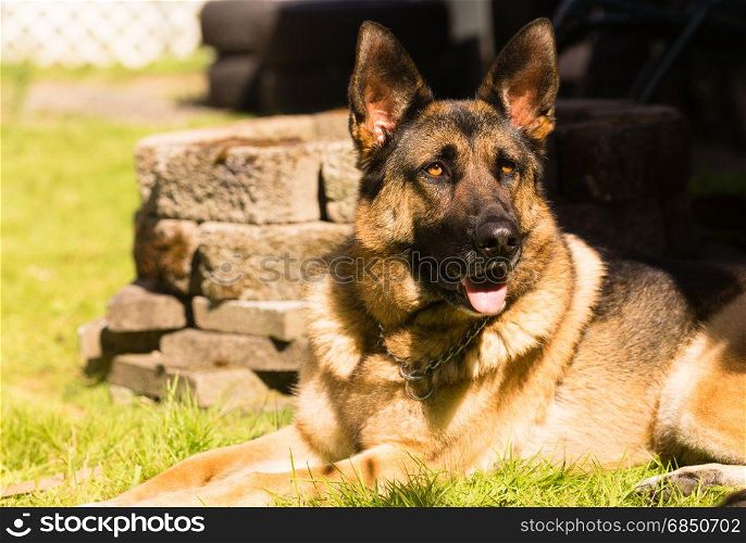 Man&rsquo;s best friend the purebred German Shepherd laying in the backyard