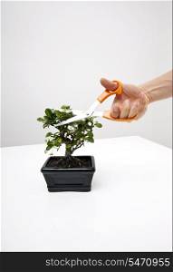 Man&rsquo;s hand cutting leaves of potted plant on table against gray background