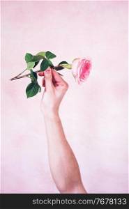  Man&rsquo;s hand holding a pink rose                              