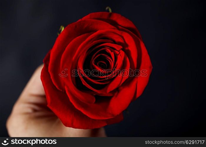 Man&rsquo;s hand holding red rose on black background macro