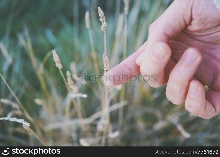 Man&rsquo;s hand touching a fragile spike