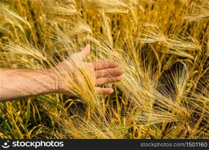 Man&rsquo;s hand with spikelets of wheat. farmer in the field.. Man&rsquo;s hand with spikelets of wheat