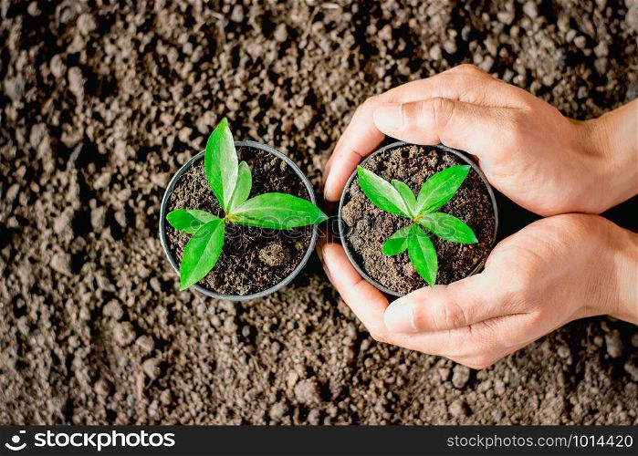 Man&rsquo;s hands are planting potted seedlings. Placing the soil to the ground to be planted, ecology concept.