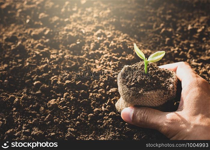 Man's hands are planting trees.