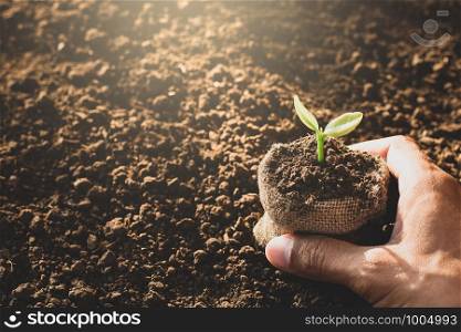 Man's hands are planting trees.