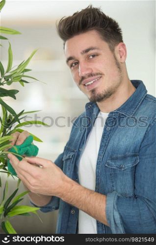 man rubs washes and cleans leaves on houseplant