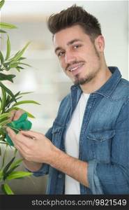 man rubs washes and cleans leaves on houseplant