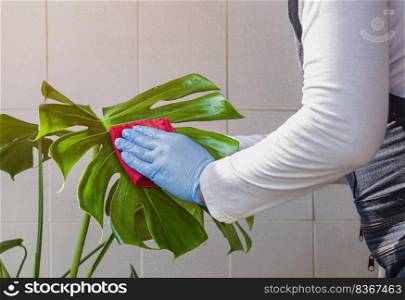 Man’s hand in rubber gloves wiping leaf coating solution on surface of Monstera Deliciosa leaves at home, plant care concept