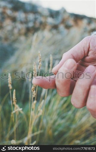 Man’s hand touching a fragile spike
