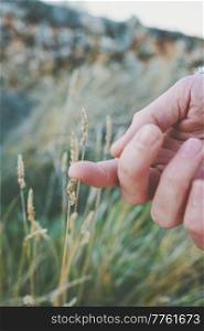 Man’s hand touching a fragile spike