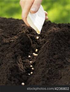 Man sowing sugar peas into the soil.