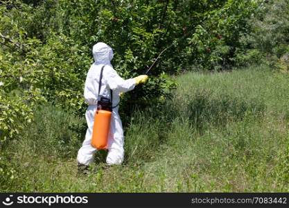 Man spraying toxic pesticides or insecticides in fruit orchard.