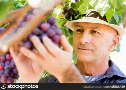 Man standing in vineyard. Man wearing hat haversting grape in vineyard