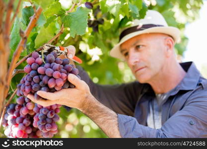 Man standing in vineyard. Man wearing hat haversting grape in vineyard