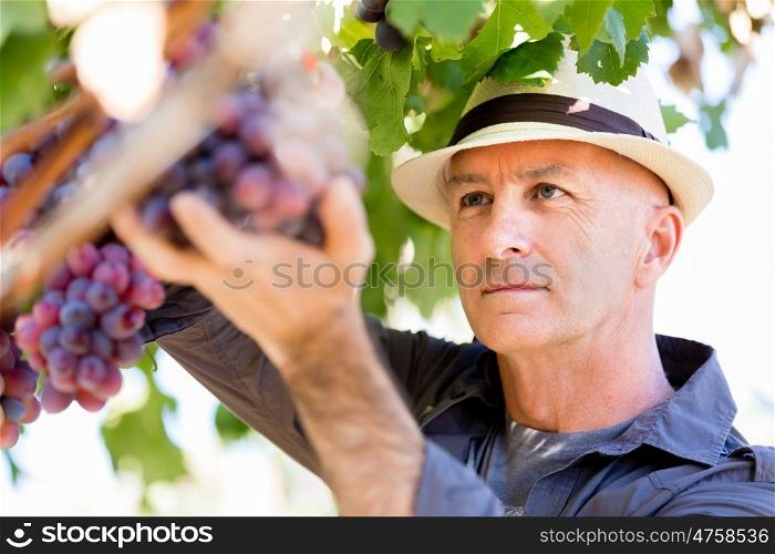 Man standing in vineyard. Man wearing hat haversting grape in vineyard