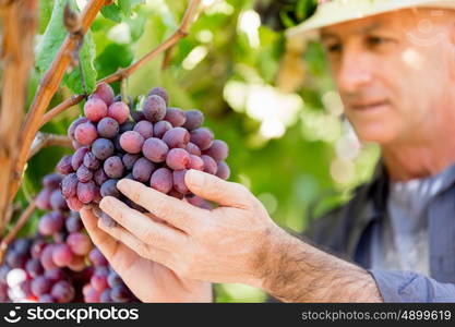 Man standing in vineyard. Man wearing hat haversting grape in vineyard