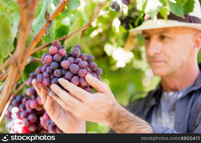 Man standing in vineyard. Man wearing hat haversting grape in vineyard