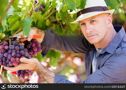 Man standing in vineyard. Man wearing hat haversting grape in vineyard