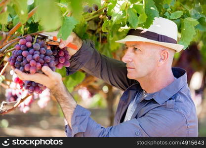 Man standing in vineyard. Man wearing hat haversting grape in vineyard