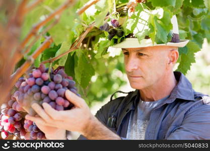 Man standing in vineyard. Man wearing hat haversting grape in vineyard